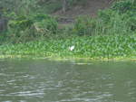 (212'115) - Weisser Vogel am Ufer des Nicaraguasees am 22.