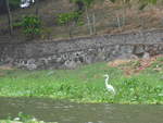 (212'131) - Weisser Vogel am Ufer des Nicaraguasees am 22.