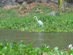 (212'132) - Weisser Vogel am Ufer des Nicaraguasees am 22.