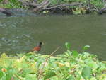 (212'133) - Bunter Vogel am Ufer des Nicaraguasees am 22.