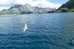 (288'650) - Impressionen von den Lofoten mit M�ve am 16.