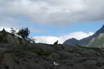 (288'656) - Felsen mit Seeadler und M�we am 16. Juni 2026 bei den Lofoten