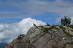 (288'661) - Felsen mit zwei Seeadler und M�we am 16. Juni 2026 bei den Lofoten