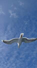 (288'696) - M�we im Flug am 16. Juni 2026 in den Lofoten