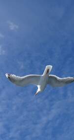 (288'697) - M�we im Flug am 16. Juni 2026 in den Lofoten