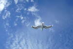 (288'698) - M�we im Flug am 16. Juni 2026 in den Lofoten