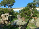 (191'515) - Vier Affen am 26. April 2018 in Wellington, ZOO