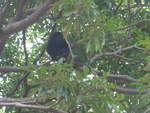 Affen/685459/212095---gorilla-auf-dem-baum (212'095) - Gorilla auf dem Baum am 22. November 2019 in Granada