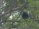 (212'096) - Gorilla auf dem Baum am 22. November 2019 in Granada