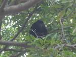 (212'097) - Gorilla auf dem Baum am 22. November 2019 in Granada