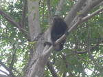 (212'098) - Gorilla auf dem Baum am 22. November 2019 in Granada