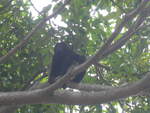 (212'101) - Gorilla auf dem Baum am 22.