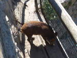 wildschweine/591100/185516---wildschwein-am-28-september (185'516) - Wildschwein am 28. September 2017 in Os de Civis