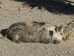 wildschweine/619848/191460---wildschwein-am-26-april (191'460) - Wildschwein am 26. April 2018 in Wellington, ZOO